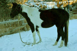 Brenda's Glider Horse Restoration by Al Carr at Live Oak Creek Stables
