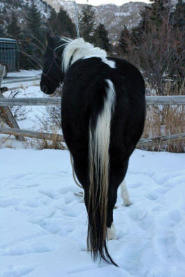 Brenda's Glider Horse Restoration by Al Carr at Live Oak Creek Stables