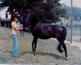 Becky's Horse created by Al Carr of Native Texan Horses in Fredericksburg, TX.