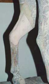 Native Texan - Restored leg